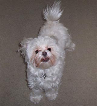 maltese hurse3