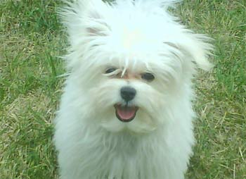 maltipom judy