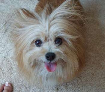 maltipom mitre