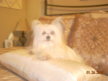 maltipom peralta