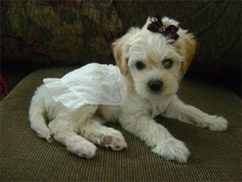 maltipoo hiatt