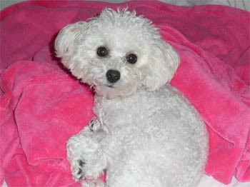maltipoo sotelo