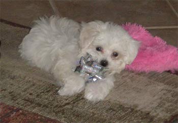 maltipoo stansberry