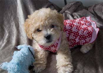 maltipoo tackett