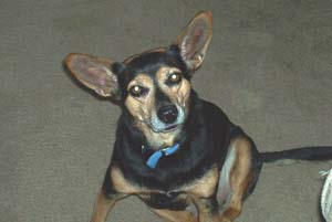 manchesterterrier lana