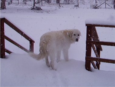 maremmasheepdog jones