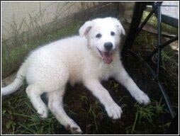 maremmasheepdog odonnell