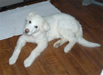 maremmasheepdog winters2