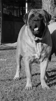 mastiff docherty