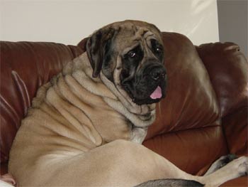 mastiff donnellan5