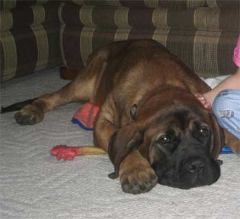 mastiff moraghan