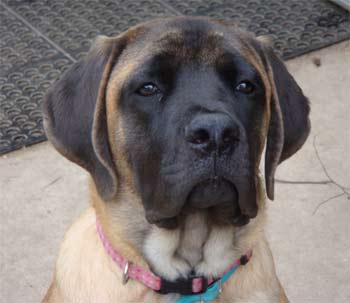 mastiff shaw