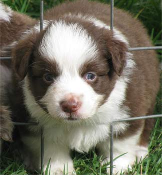 miniatureaustralianshepherd gouws