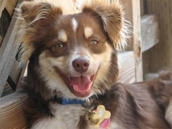 miniatureaustralianshepherd hirata
