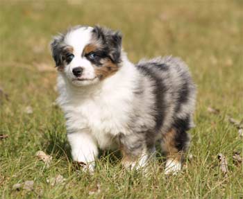 miniatureaustralianshepherd peckham