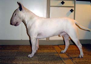 miniaturebullterrier anneli