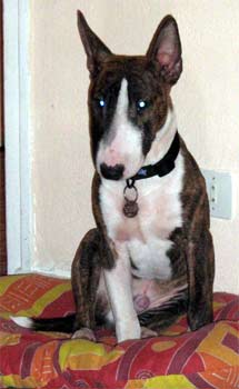 miniaturebullterrier first