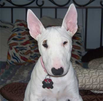 miniaturebullterrier maugha