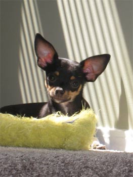 miniaturepinscher abelle
