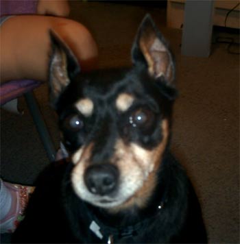 miniaturepinscher delacruz