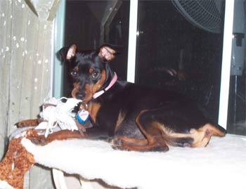 miniaturepinscher forsythe