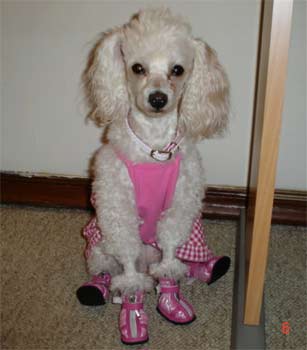 miniaturepoodle barrera