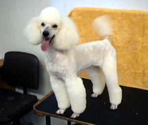 miniaturepoodle crystal