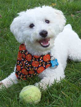 miniaturepoodle fritchman