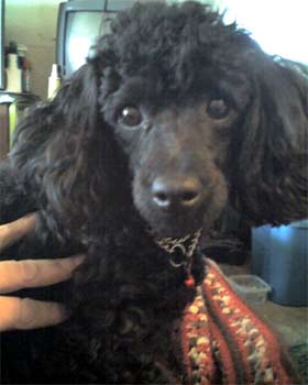 miniaturepoodle lamere