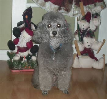 miniaturepoodle morrison