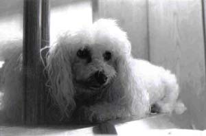 miniaturepoodle rebecca