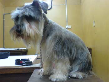 miniatureschnauzer cheng