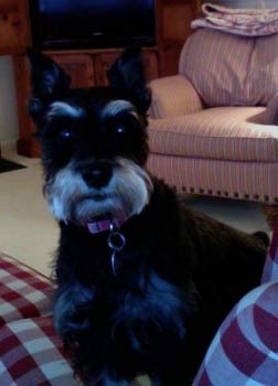 miniatureschnauzer irwin