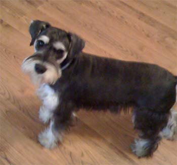 miniatureschnauzer leach