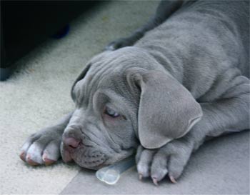 neapolitanmastiff edwards