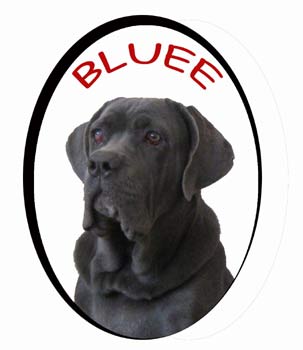 neapolitanmastiff kota