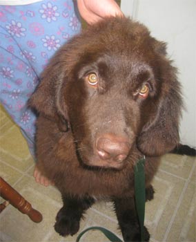 newfoundland jeffery