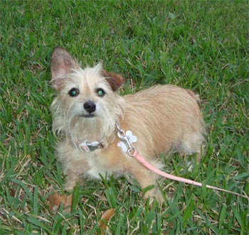 norfolkterrier brackel