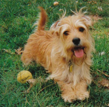 norfolkterrier weichert