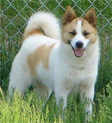 norrbottenspets boyle