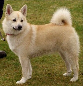 norwegianbuhund langhoff