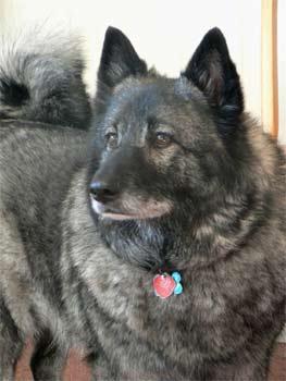 norwegianelkhound krol