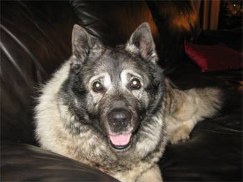 norwegianelkhound miljkovic