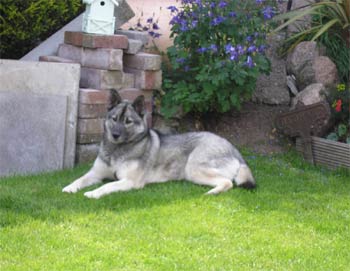 norwegianelkhound sophie