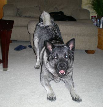 norwegianelkhound summerlin
