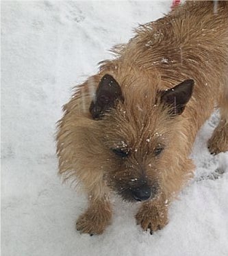 norwichterrier phillips