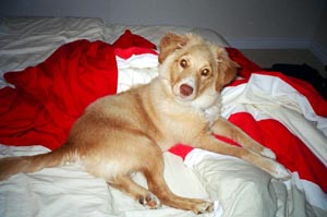novascotiaducktollingretriever ewles
