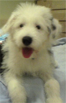 oldenglishsheepdog sandy
