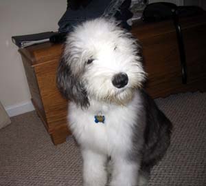 oldenglishsheepdog treharn