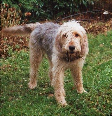 otterhound fandler